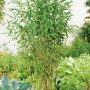 Gartenbambus Panda (Fargesia) im Topf, ca. 34 cm Ø, dichte grüne Halme, ideal als Hecke oder Solitär.