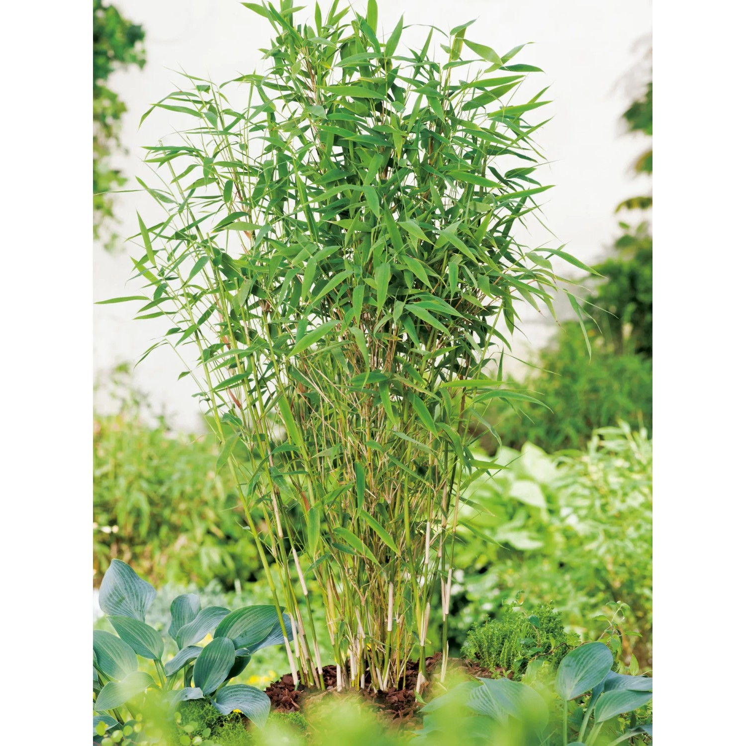 dracaena godseffiana florida beauty Dracaena surculosa 'Florida Beauty'