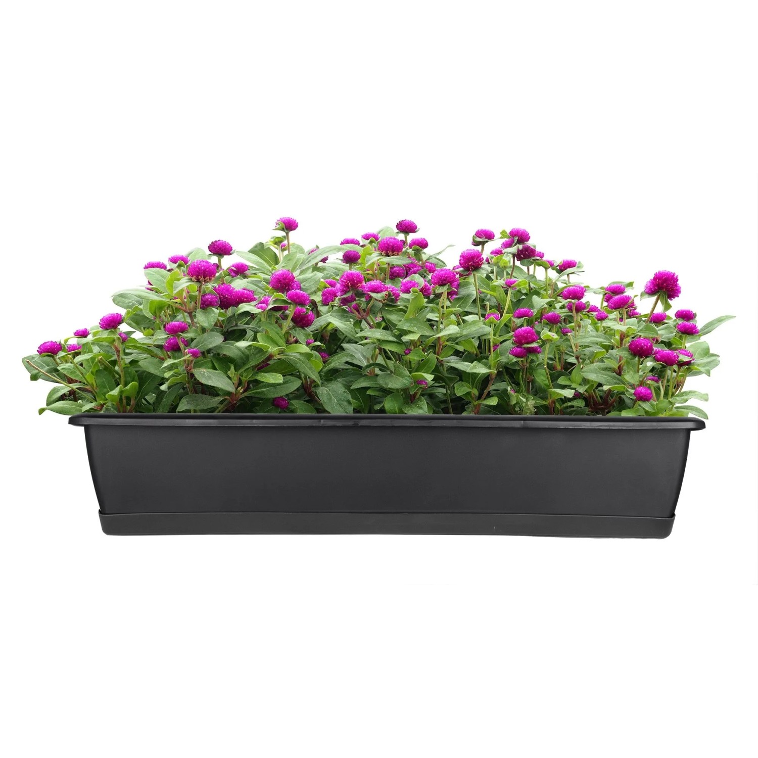 BigDean 2er Set Blumenkasten Mit Untersetzer 70 Cm Lang Rattan Optik Anthrazit Aus PP Kunststoff Balkon Pflanzkasten Schmal Balkonkasten BigDean 2er Set Blumenkasten mit Untersetzer 70 cm lang Rattan-Optik anthrazit - aus PP-Kunststoff - Balkon Pflanzkasten schmal Balkonkasten_6