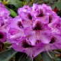 Nahaufnahme der lila INKARHO Alpenrose Durantik Blüte mit dunklen Akzenten.