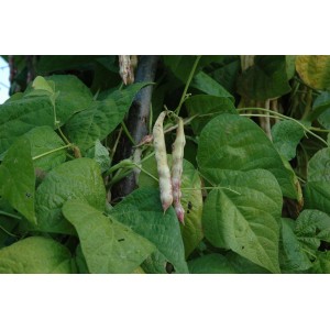 Stangenbohne mit reifen Hülsen und grünen Blättern im Garten.