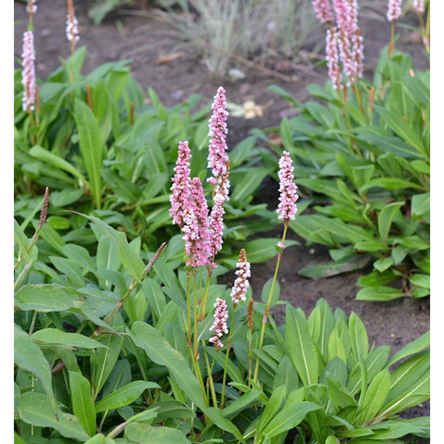 Schneckenknöterich Donald Lowndes - Persicaria affinis günstig online kaufen