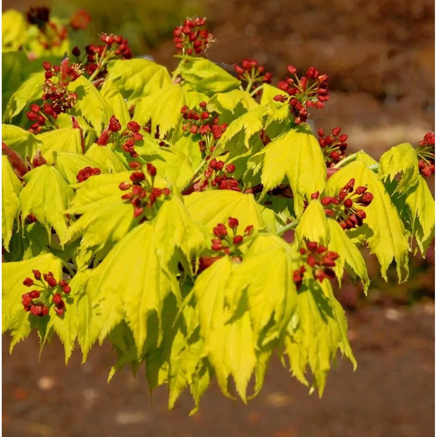 Hochstamm Japanischer Goldahorn 80-100cm - Acer shirasawanum Aureum