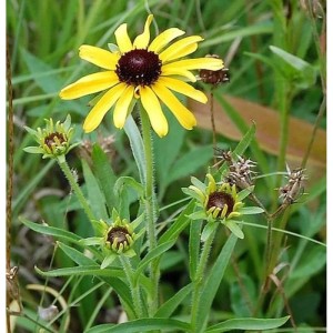 Missouri Sonnenhut (Rudbeckia missouriensis) mit gelben Blütenblättern und brauner Mitte.