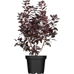 Roter Perückenstrauch 'Royal Purple' im Topf, ca. 30-40 cm hoch.