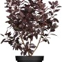 Roter Perückenstrauch 'Royal Purple' im Topf, ca. 30-40 cm hoch.
