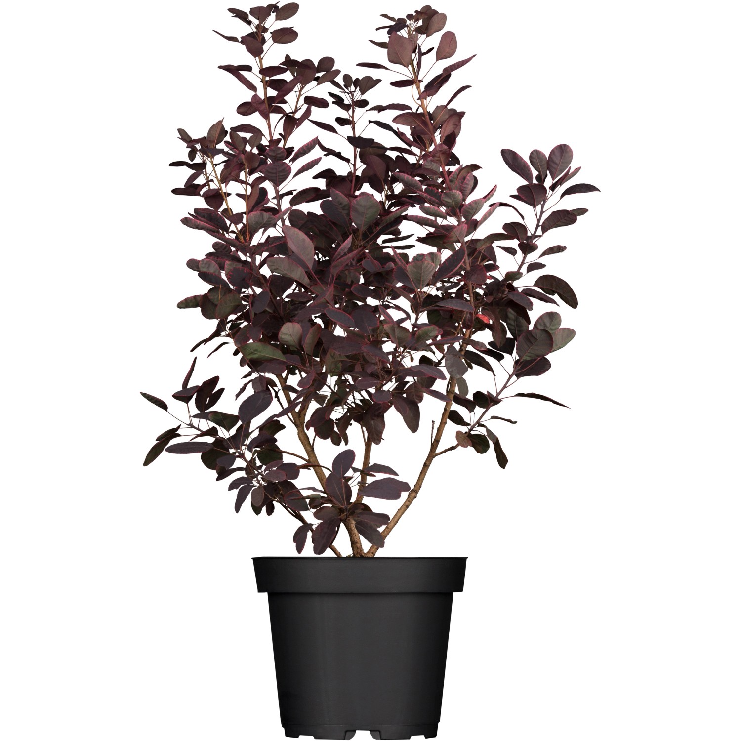 OBI Roter Perückenstrauch Royal Purple Rot Höhe ca. 30 - 40 cm Topf ca. 3 l