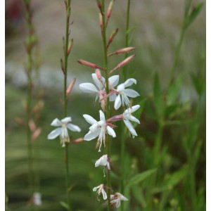 Nahaufnahme der Prachtkerze 'Cool Breeze' (Gaura lindheimeri) mit weißen Blüten.
