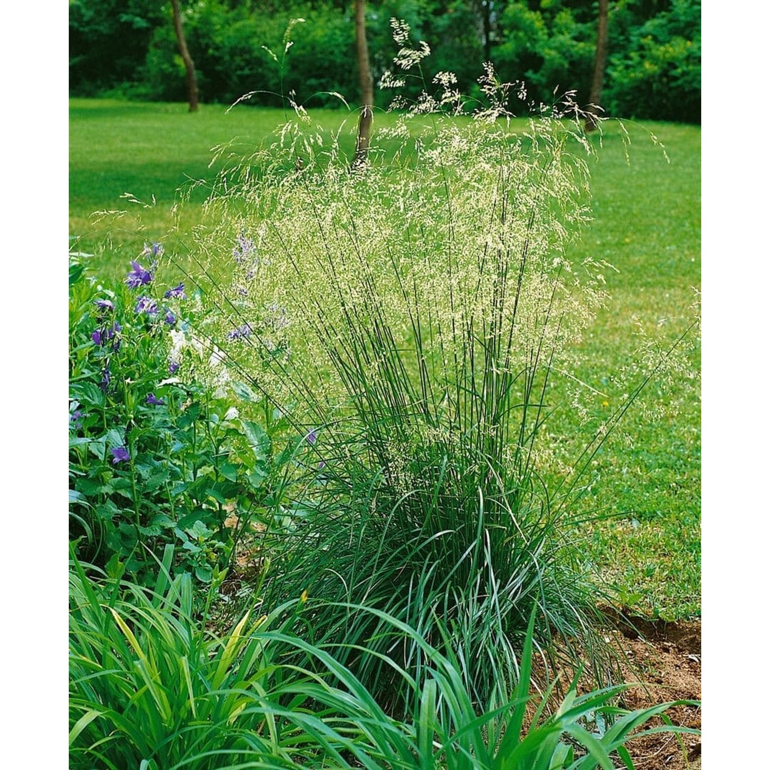 Helictotrichon Sempervirens Pendula Blaustrahlhafer Ca. 9x9 cm Topf günstig online kaufen