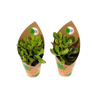 Zwei GROW by OBI Dickblatt Pflanzen (Crassula) im braunen Topf, 12 cm Ø. Sukkulenten-Mix.