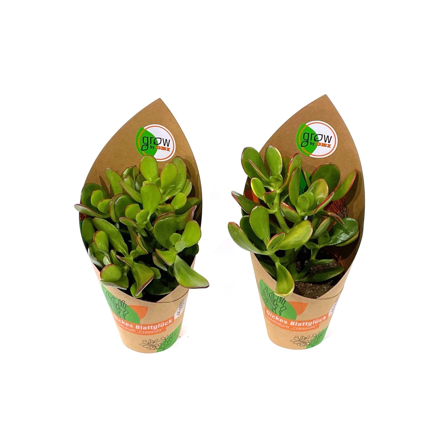 GROW by OBI Dickblatt 2-fach sortiert Topf-Ø ca. 12 cm Crassula günstig online kaufen