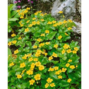 Bodendecker Waldsteinia Ternata mit leuchtend gelben Blüten und grünen Blättern.