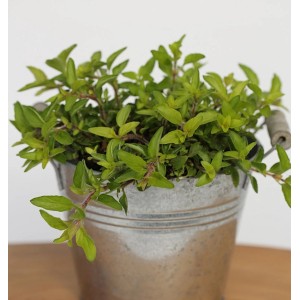 Wilder Majoran Aureum (Origanum vulgare) in Zinktopf, goldgelbe Blätter. Stauden-Kräuter für sonnige Standorte.