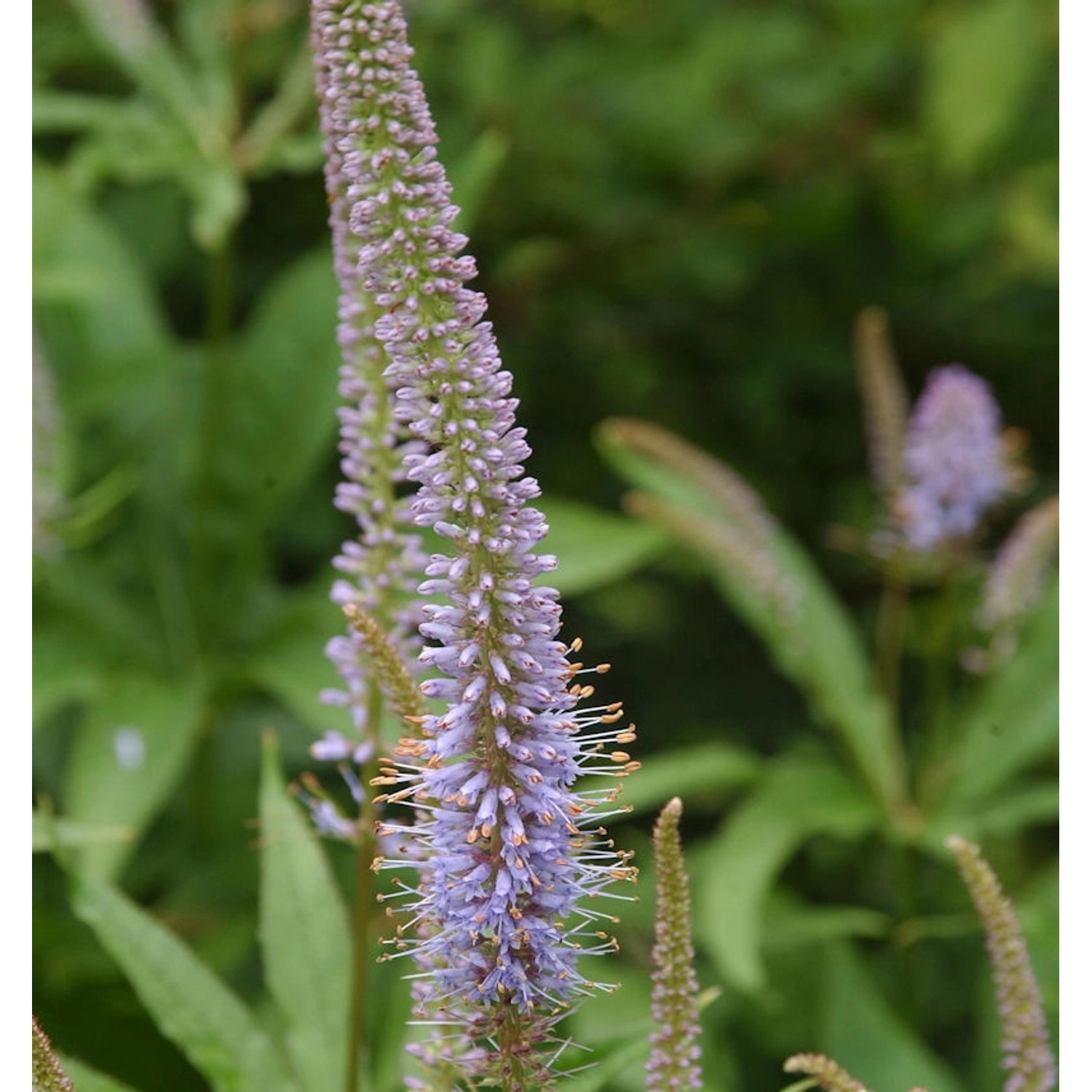 Virginischer Riesen Ehrenpreis Amethyst - Veronicastrum virginicum günstig online kaufen