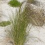 Stipa Tenuissima Federgras im Topf, zarte Halme im Beet oder Kübel.