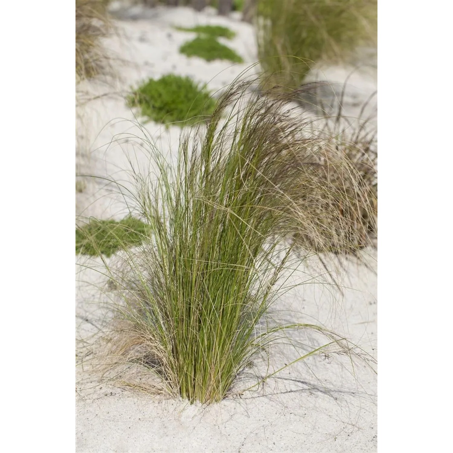 Stipa Tenuissima Federgras im Topf, zarte Halme im Beet oder Kübel.