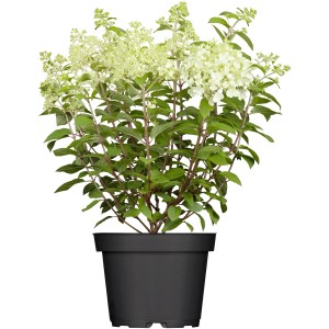 Rispenhortensie Bobo im Topf, weiße Blüten, grüne Blätter. Kompakte Sorte für Kübel und Garten.