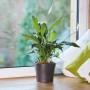 Zimmerpflanze im Topf mit Seramis Pflanzgranulat 2,5 l auf Fensterbank.