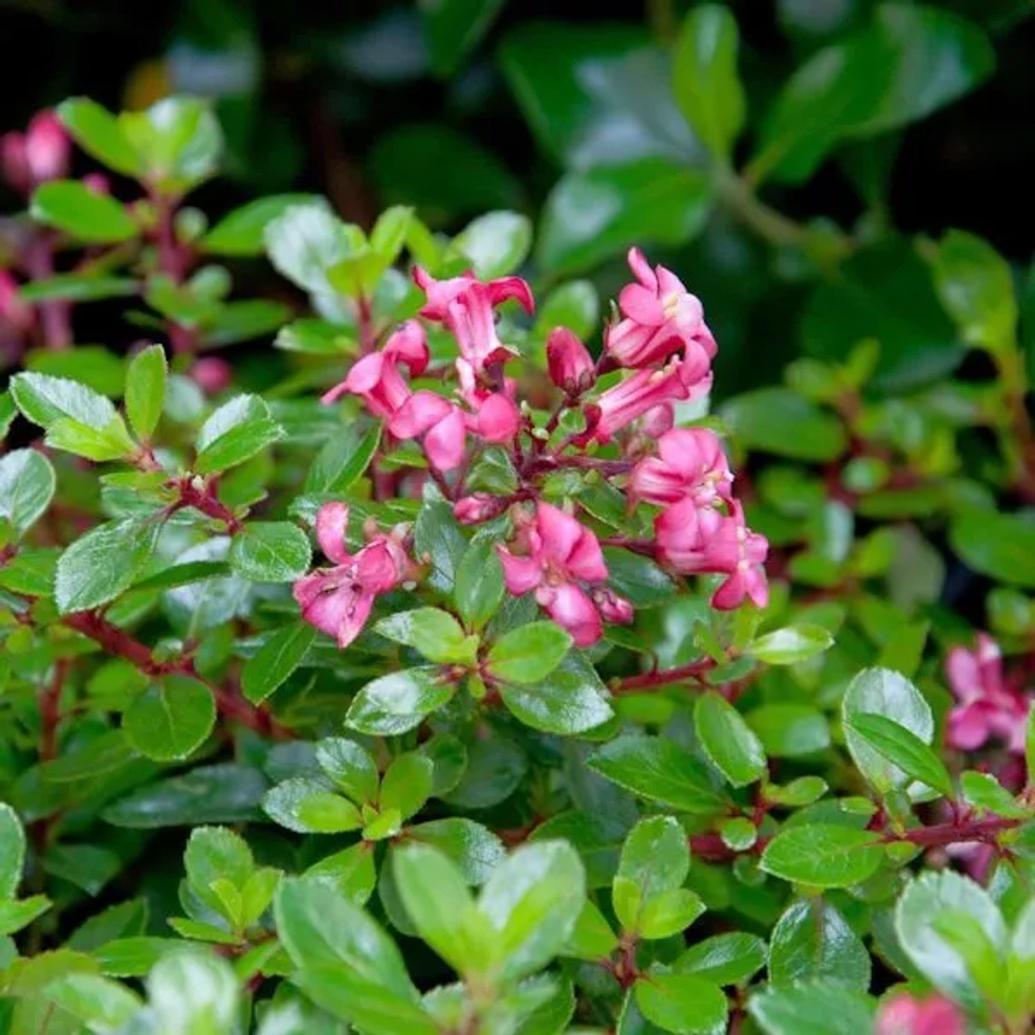 Andenstrauch Red Dream 25-30cm - Escallonia