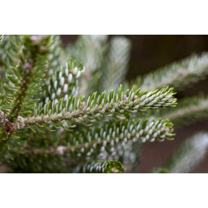 Nahaufnahme der silbern glänzenden Nadeln einer Abies Koreana 'Silberlocke' Tanne.