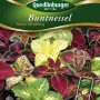Samenpackung Quedlinburger Buntnessel 'Bunte Mischung' mit dekorativen, mehrfarbigen Blättern.