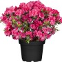 Japanische Azalee Canzonetta Rot im Topf, ca. 20-25 cm hoch. Winterhartes Ziergehölz mit roten Blüten.