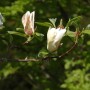 Nahaufnahme einer Magnolie 'Yellow Lantern' mit gelblich-weißen Blütenknospen und grünen Blättern.