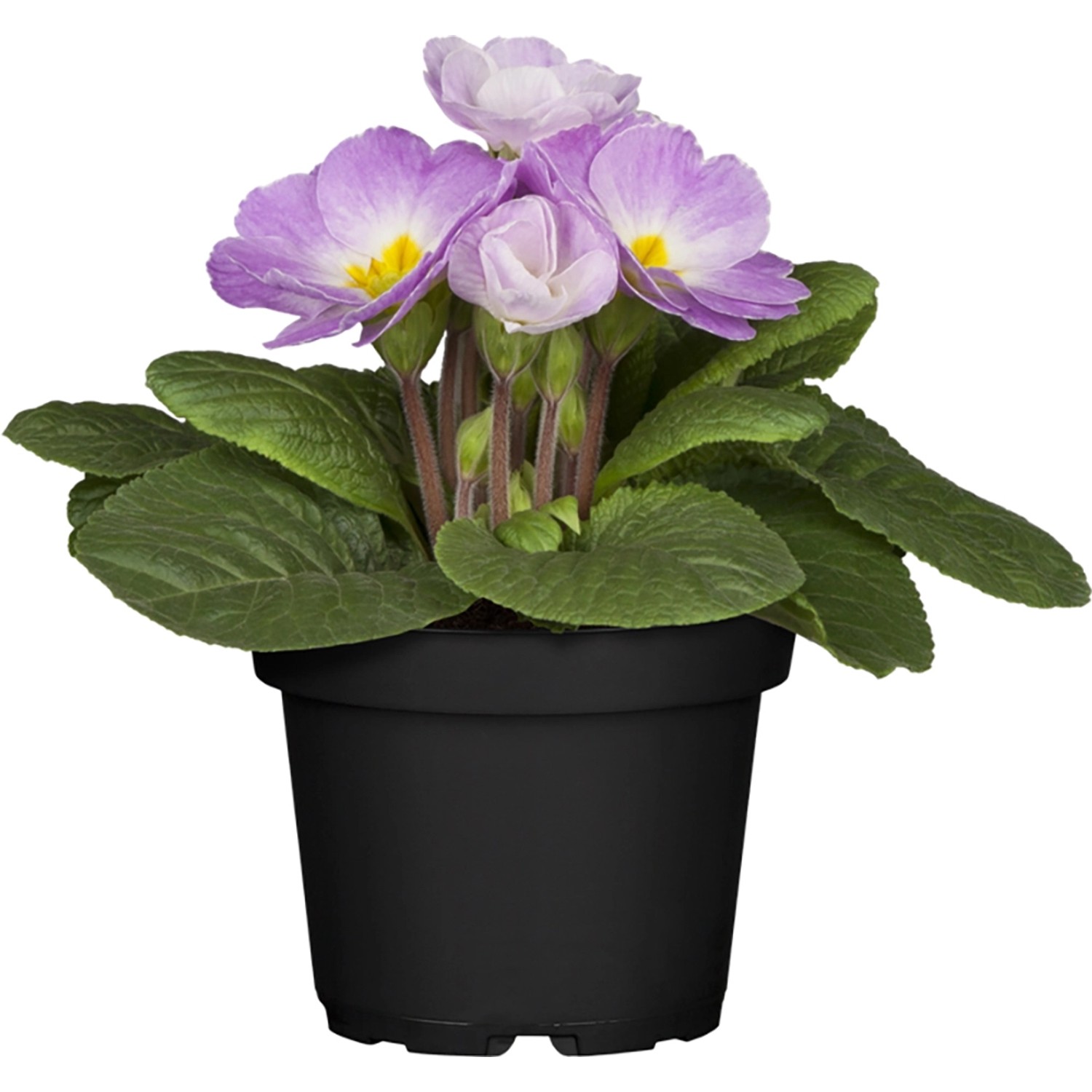 Kissen-Primel Lila Topf Ø ca. 11 cm Primula acaulis günstig online kaufen