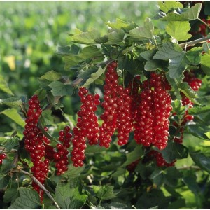 Rote Johannisbeere 'Rovada' am Strauch mit reifen, roten Beeren. Ideal für Garten und Naschgarten.