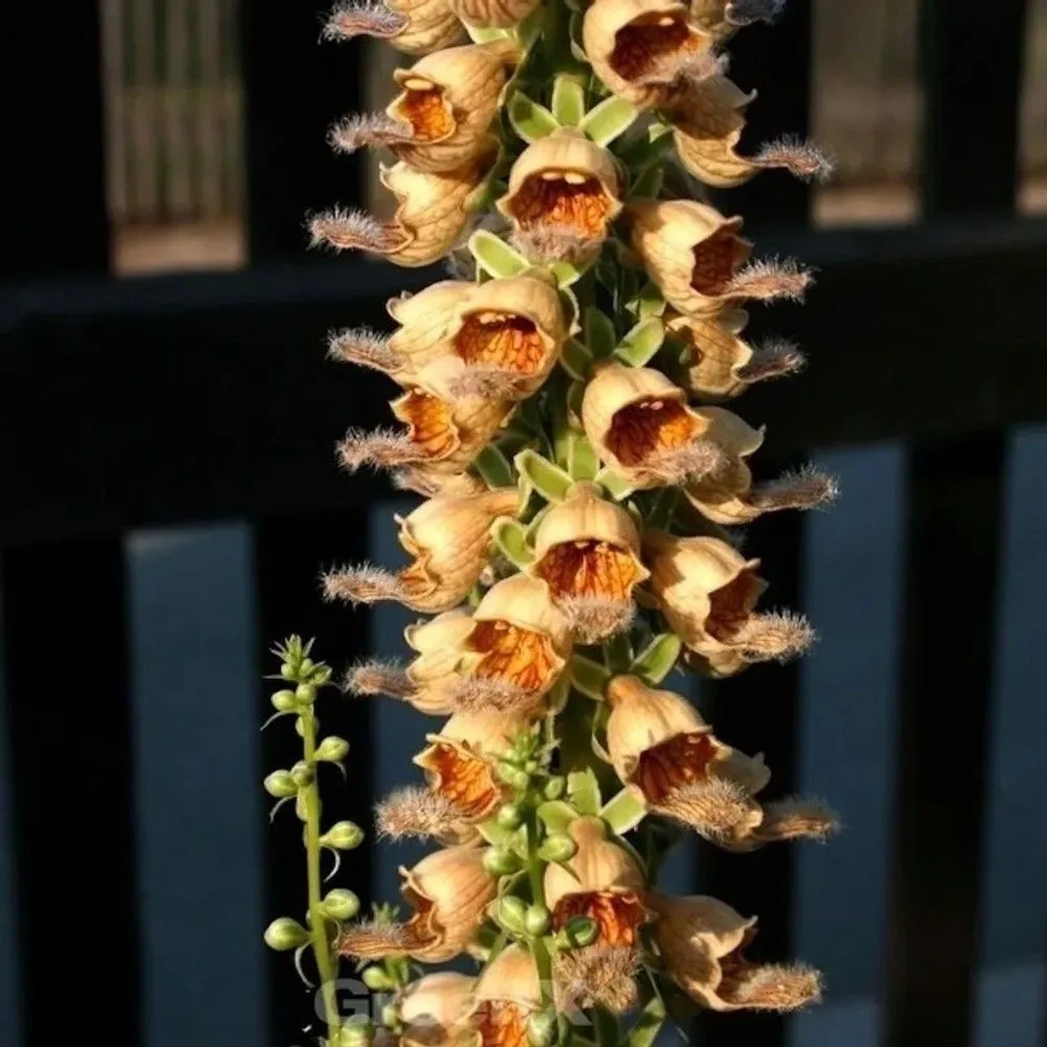 Rostfarbiger Fingerhut Gigantea - Digitalis ferruginea