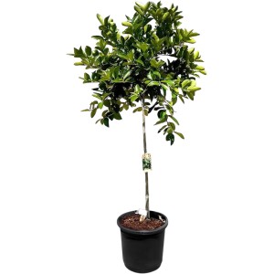 Limettenbaum (160 cm) im Topf. Fruchtbildender Citrus Aurantifolia Obstbaum für Garten und Balkon.