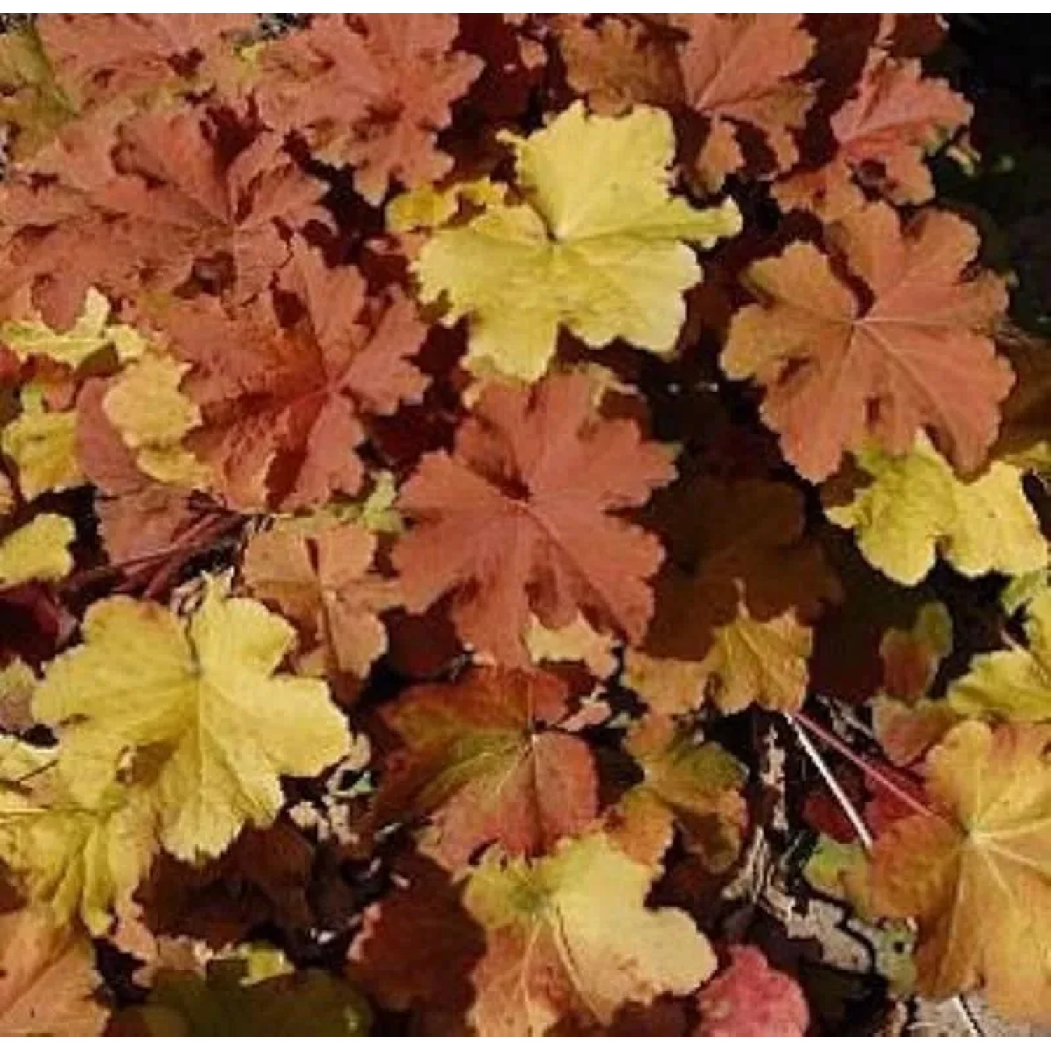 Purpurglöckchen Caramel - Heuchera villosa