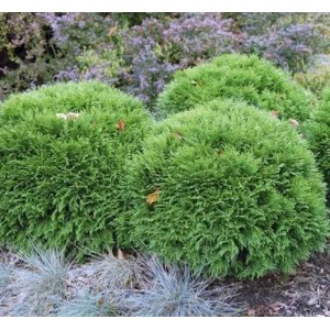 Kugeliger Bubikopf Lebensbaum Mr Bowling Ball (Thuja occidentalis), ca. 25-30cm hoch.