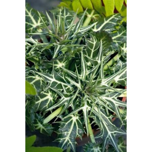 Eryngium Mannstreu im 9x9 cm Topf: Stahlblaue Blüten und silbrig-grüne Blätter der Staude.