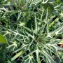 Eryngium Mannstreu im 9x9 cm Topf: Stahlblaue Blüten und silbrig-grüne Blätter der Staude.