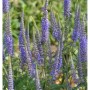 Blühender Hoher Wiesenehrenpreis (Veronica longifolia), eine Staude mit violetten Blütenähren.