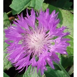 Nahaufnahme einer lila Skabiosen Flockenblume (Centaurea scabiosa) im Garten.
