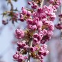 Nahaufnahme der rosa Blüten der Hänge-Kirsche (Prunus Serrulata Kiku-Shidare-Zakura).