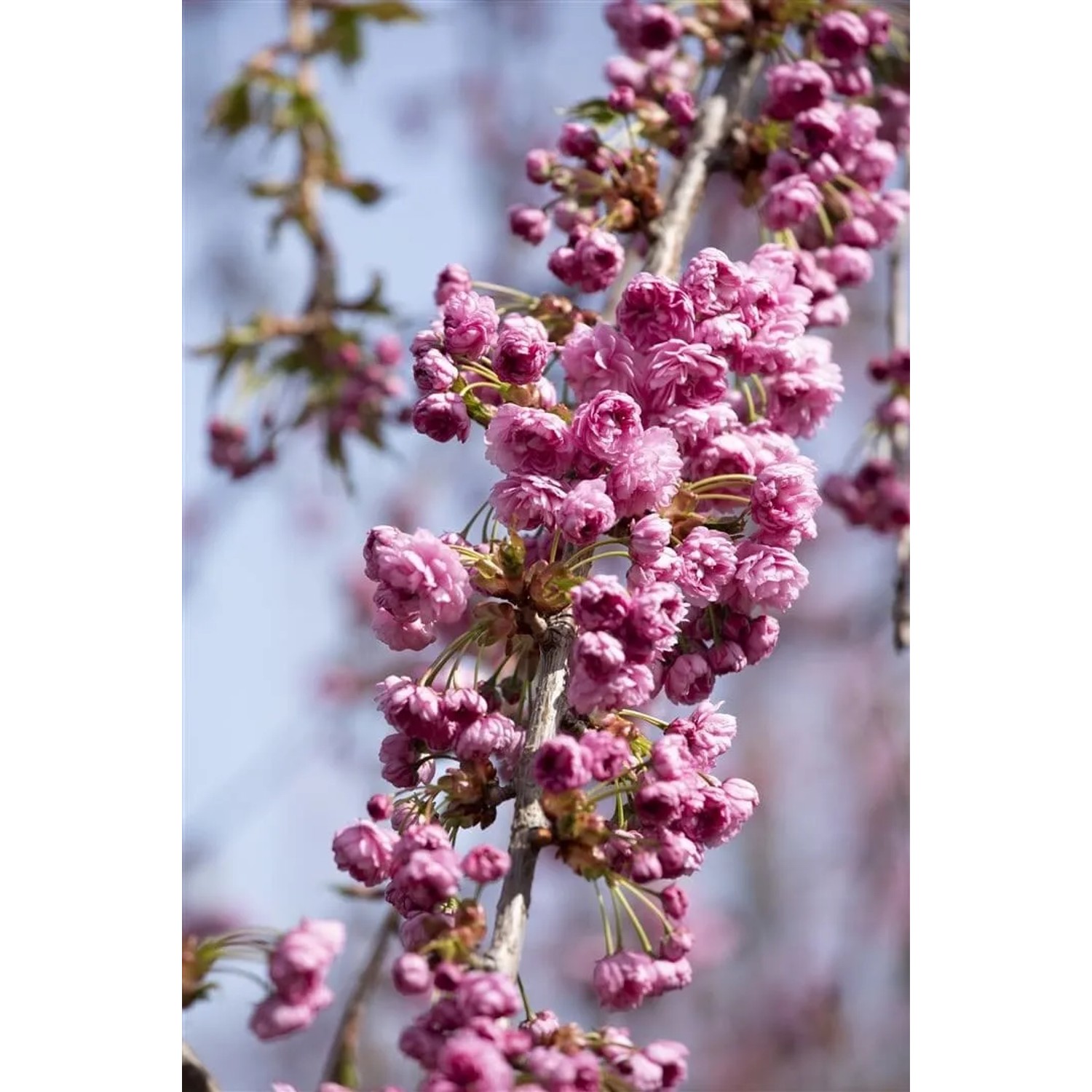 Nahaufnahme der rosa Blüten der Hänge-Kirsche (Prunus Serrulata Kiku-Shidare-Zakura).
