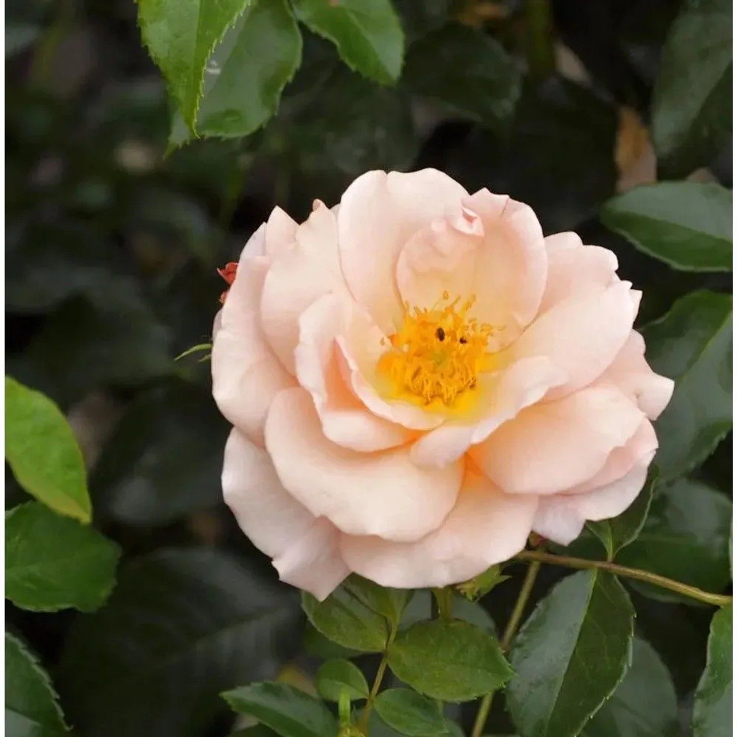 Hochstamm Rose Aprikola 60-80cm