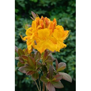Leuchtend gelb-oranger Rhododendron Luteum Klondyke (70–80 cm) mit bronzefarbenem Laub.