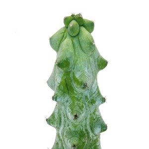 Boobie-Kaktus (Myrtillocactus) im 6,5cm Topf. Seltener Heidelbeerkaktus mit skurriler Form.