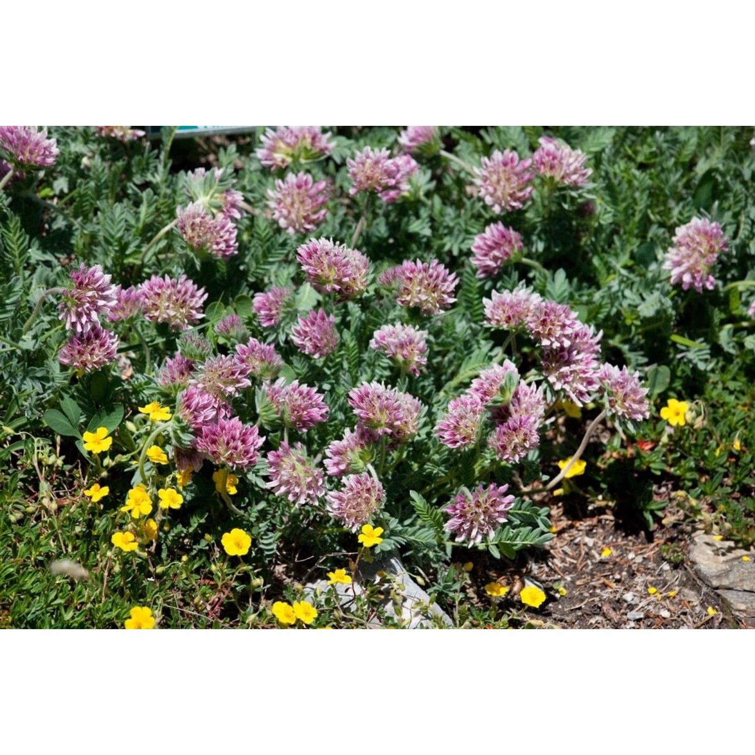 Anthyllis Montana Rubra Bergwundklee Ca. 9x9 cm Topf günstig online kaufen