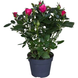 Zimmerrose Dunkelrosa im Topf, ca. 33-39 cm hoch. Blühende Zimmerpflanze für ein romantisches Ambiente.