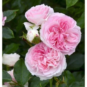 Nahaufnahme der Strauchrose Larissa mit zarten, rosa Blüten und grünen Blättern.