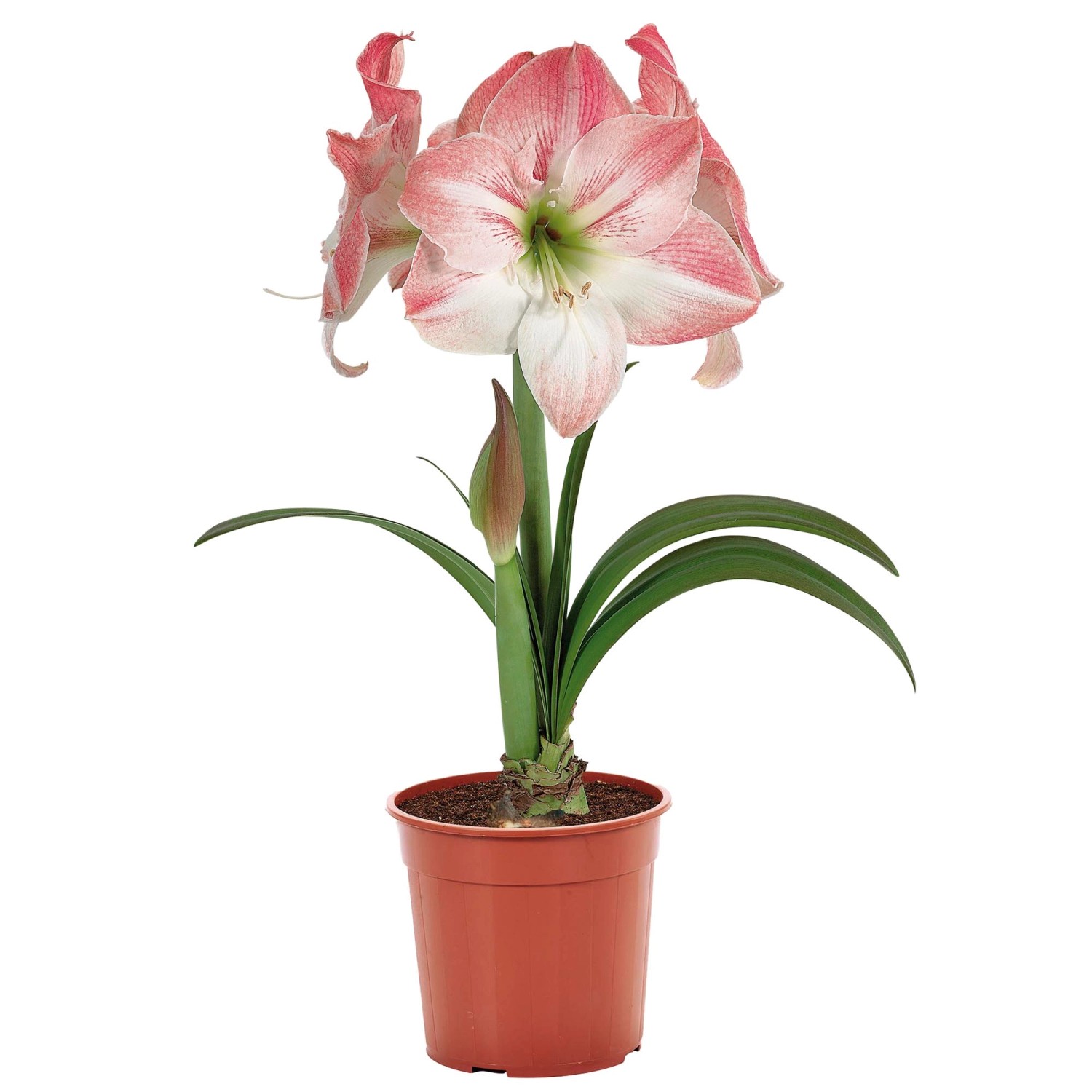 AmaryllisBlumenzwiebelSet "Apple Blossom" inkl. Kunststofftopf und