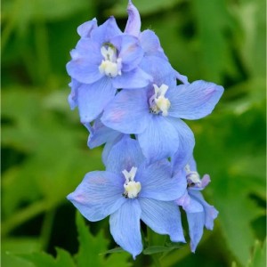 Blauer Hoher Rittersporn Werratal (Delphinium elatum) im Detail.