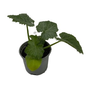 GROW by OBI Snackzucchini im Topf, grüne Blätter. Ideal für Garten und Balkon.