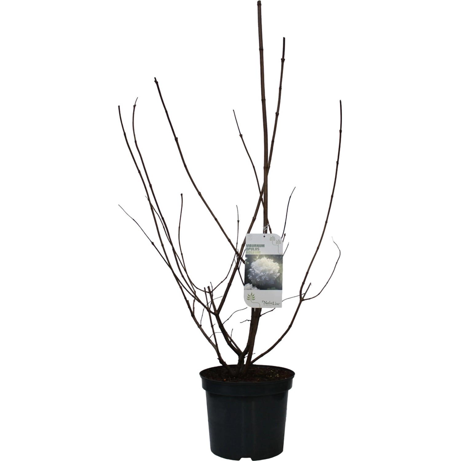 GROW by OBI Gefüllter Schneeball Roseum Weiß Höhe ca. 80-100 cm Topf ca. 7,5 l