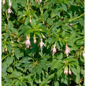 Fuchsie Alba (Fuchsia magellanica) mit zarten, hellrosa Blüten und grünen Blättern.